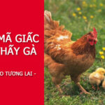 nam-mo-thay-ga