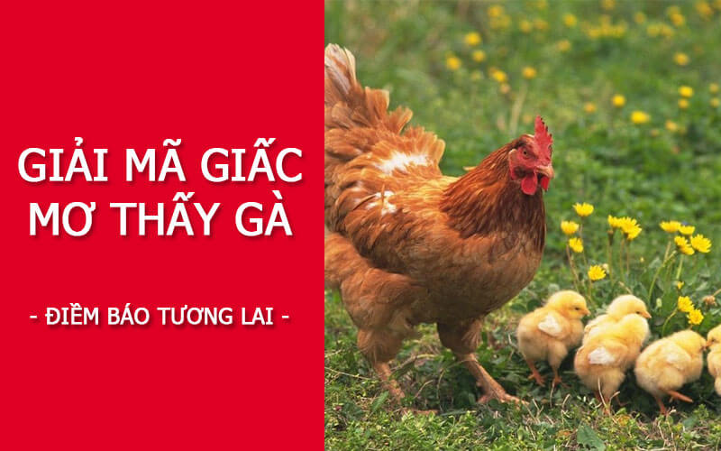 [Giải mã giấc mơ] Nằm mơ thấy gà điềm gì? Đánh con gì?