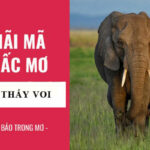 Nằm mơ thấy voi