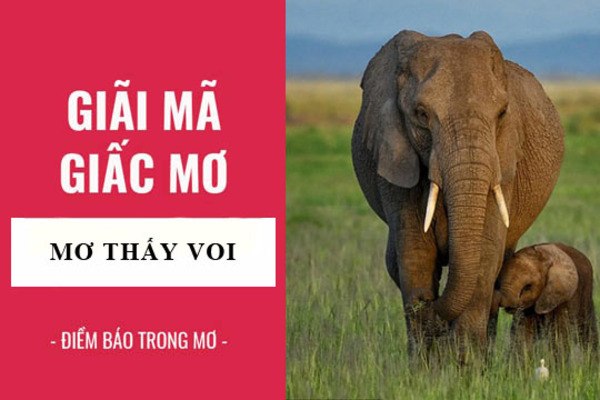 Nằm mơ thấy voi điềm tốt hay xấu? Đánh con gì?