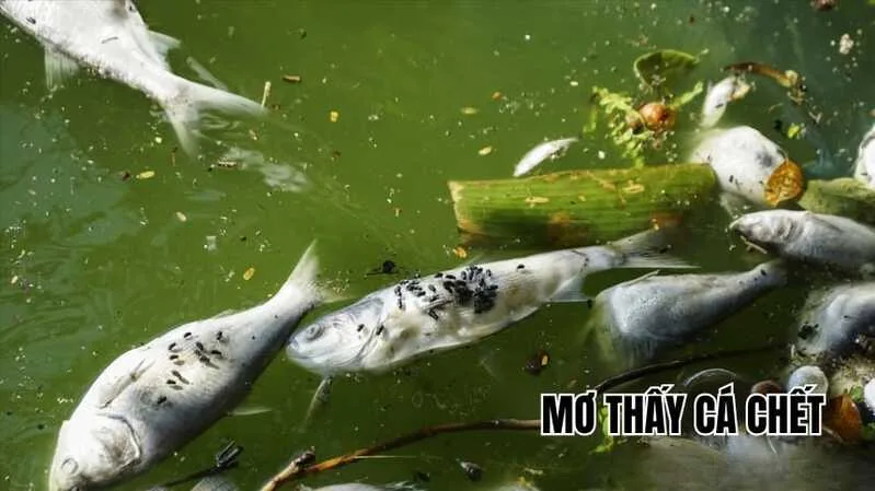 Mơ thấy nhiều cá chết có thể là lời nhắc cần xem lại kế hoạch và tránh để vấn đề kéo dài quá lâu.
