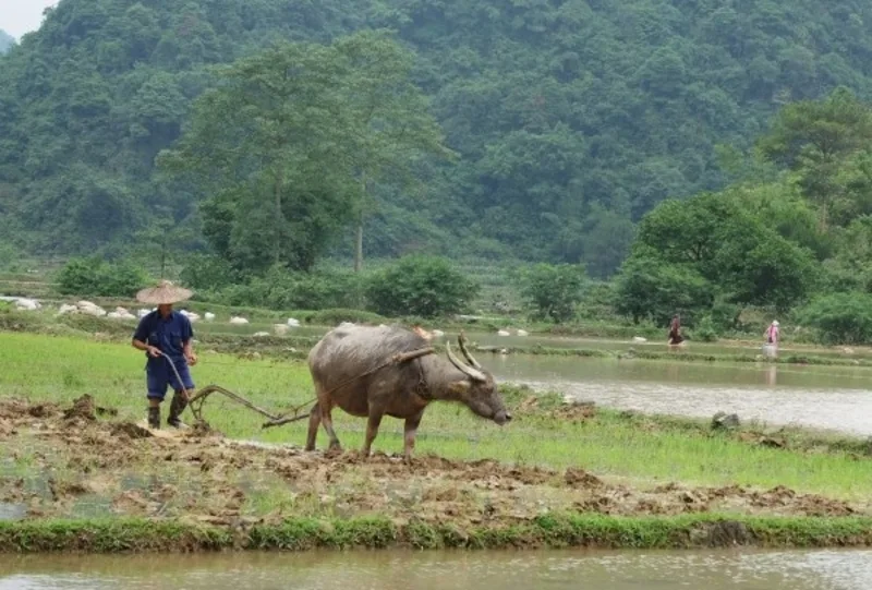 Trâu đen kéo cày trong mơ thường gợi nhắc sự chăm chỉ, trách nhiệm và thành quả lao động