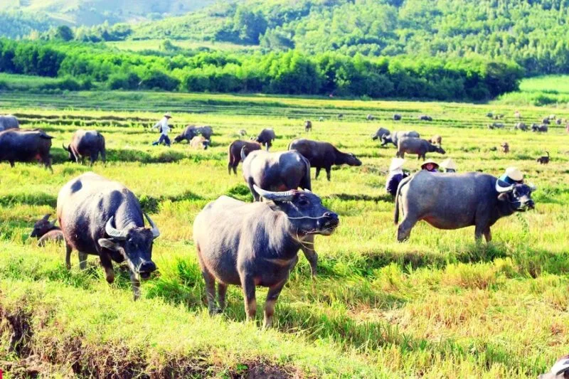 Đàn trâu đen trong mơ có thể tượng trưng cho tập thể, nguồn lực và sự gắn kết