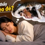 mo-thay-meo-de-giai-ma-diem-bao-va-y-nghia-tung-truong-hop